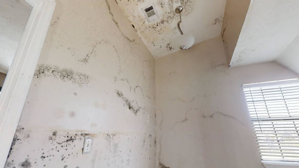 Environmental Consulting for Mold Prevention in Ringwood, NJ
