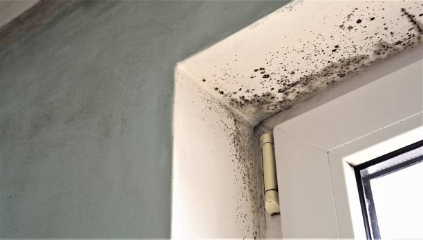 Asbestos and Lead Testing During Mold Inspection in Ringwood, NJ