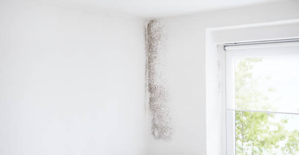Best Industrial Mold Remediation  in Ringwood, NJ