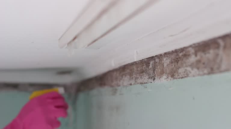Best Crawl Space Mold Remediation  in Ringwood, NJ